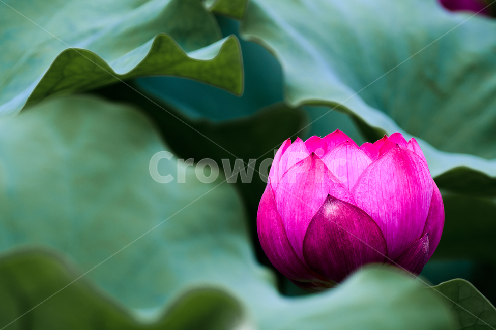 연꽃,여름,녹색,써머,여름꽃,꽃,식물,자연,plants,nature,꽃,flower