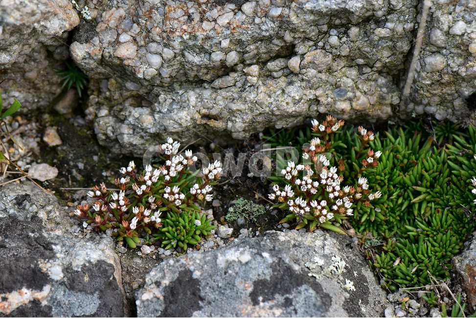 난쟁이바위솔,야생화,식물,자연,꽃,생태,힐링,플라워,wildflower,flower,plants,nature,season,감성,느낌,emotion,feeling,여름,난장이바위솔,돌나물과,나쟁이바위솔속,식물,자연,plants,nature