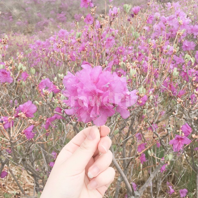 참꽃,진달래,꽃,손,산
