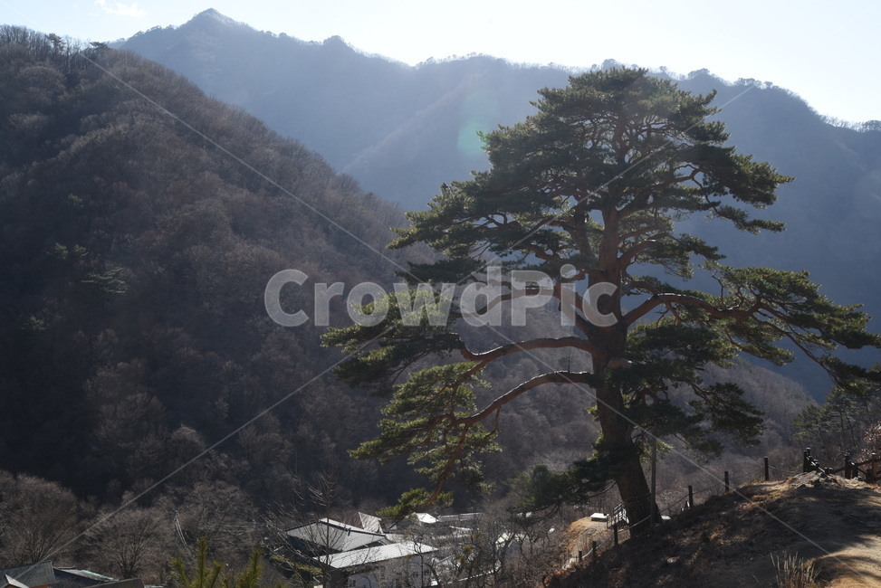 지리산,뱀사골,천년송,명품소나무,와운리,국립공원,천년기념물,신목,소나무,나무,자연,nature