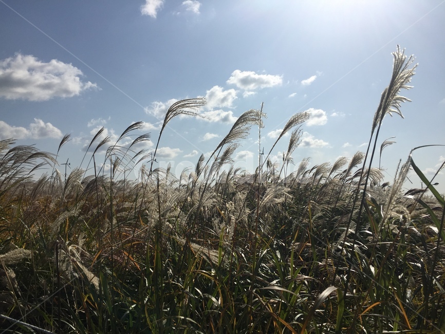 plant,식물,grass,lawn,잔디,갈대,reed,healing,힐링,가을,계절,fall,autumn,season,식물,자연,plants,nature