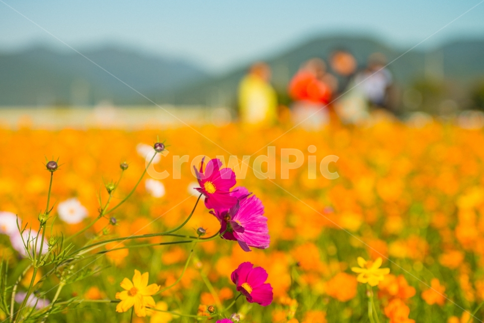 꽃,노란꽃,코스모스,아름다움,노랑,장성,가을,계절,fall,autumn,season,식물,자연,plants,nature,꽃,flower,blossom,geranium,제라늄,plant