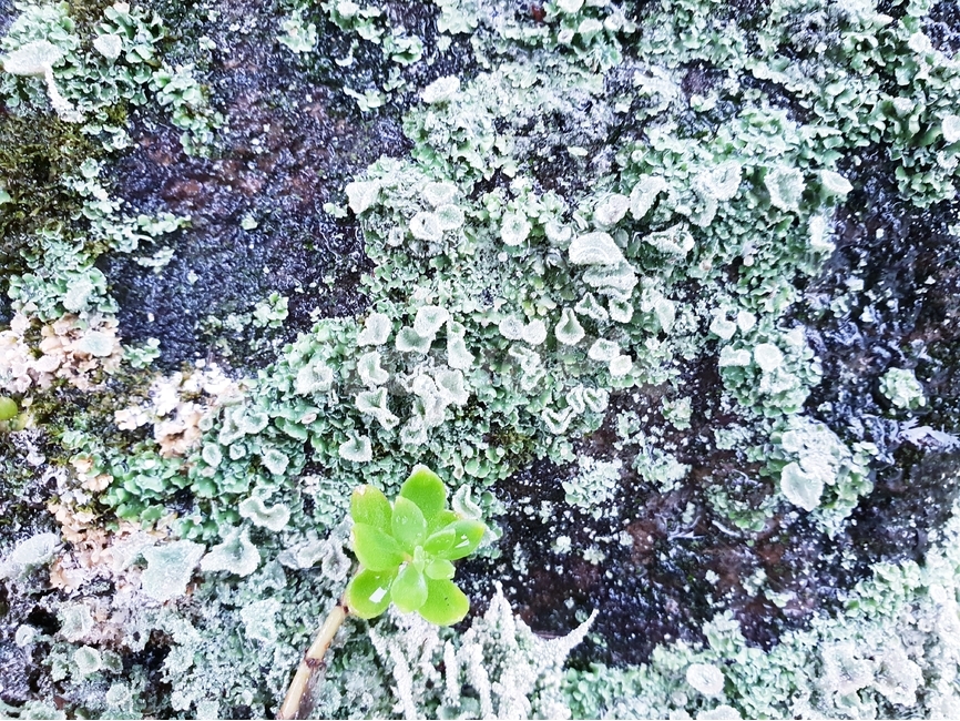 이끼,자연,식물,바위,배경,moss,nature,flora,rock,background,자연,풍경,nature,landscape