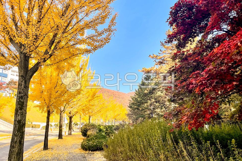 autumnlandscape,ginkoleave,Ginkgo,tree,autumn scenery,autumncolorleave,Maple leaf,ginkgo leaves,mapletree,fall,ginkotree,Maple tree,walking path,autumn,Maple