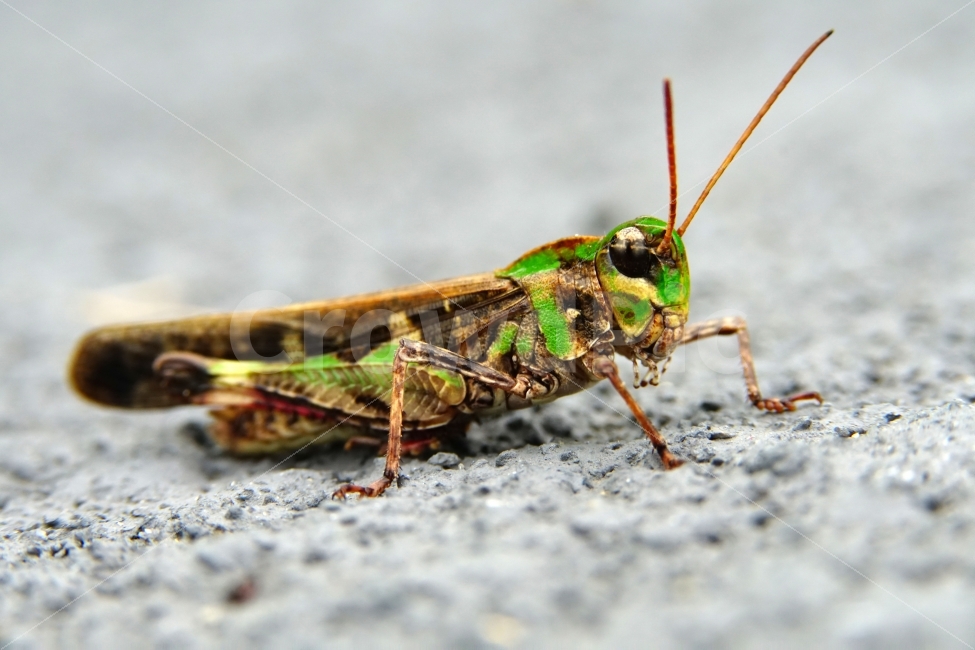 메뚜기,곤충,벌레,자연,동물,animal,insect,bug,nature,아스팔트,도로,땅,여름,grasshopper,locust,접사,macro,근접촬영,생명,환경,생태,생태계,스냅,스냅사진,스넵,스넵사진,snap,snapshot,한국자연,한국의자연,풍경,landscape,동물,animal,곤충,벌레,insect,bug