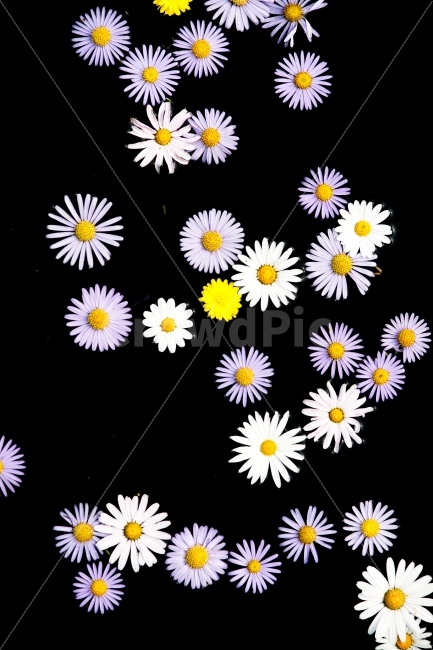 가을,국화,흰색,보라색,노랑색,검은색,누끼,식물,자연,plants,nature,꽃,flower,누끼,remove background
