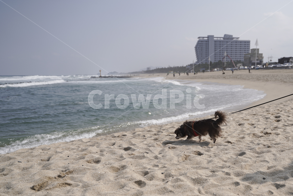 강아지,개,치와와,장모치와와,초코탄강아지,초코탄치와와,초코탄장모치와와,바다,여행