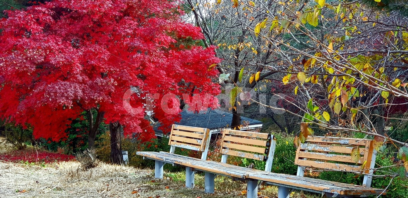 tree,skan,tlranf,단풍,식물