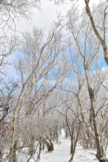 태백산,설경,상고대,눈꽃,풍경,겨울,겨울왕국,서리꽃,눈,천제단,자연,스포츠,등산,산행,nature,snow,설국,겨울풍경,느낌,아름다운,신비로운,경이로운,다큐,필,디자인,힐링,명산,국립공원,순백,landscape,winter,season,영산,사스래나무,겨울,계절,winter,season,자연,풍경,nature,landscape,식물,plants,나무,trees,wood,tree,plant