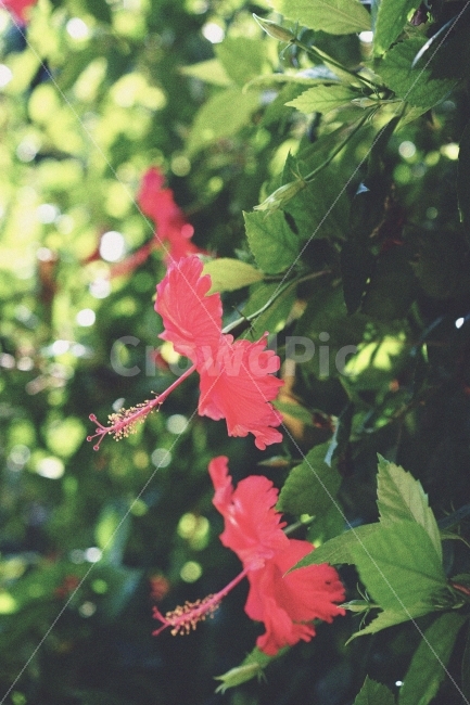 꽃,풀,감성,필름,빨강,red,flower,식물,자연,plants,nature,꽃,flower,감성,sensible,feeling