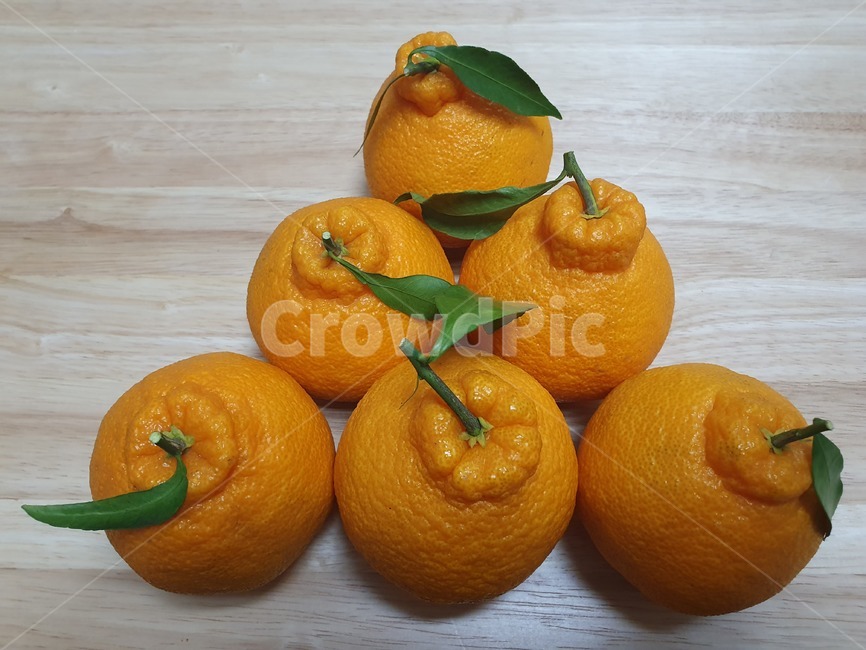 한라봉,감귤류과일,식물,과일,음식,citrusfruit,fruit,plant,food,주황색,orange