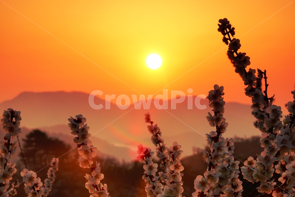 매화마을,봄,풍경,다압면,꽃,광양시,자연,풍경,nature,landscape,flare,플레어,light,빛,outdoors,옥외