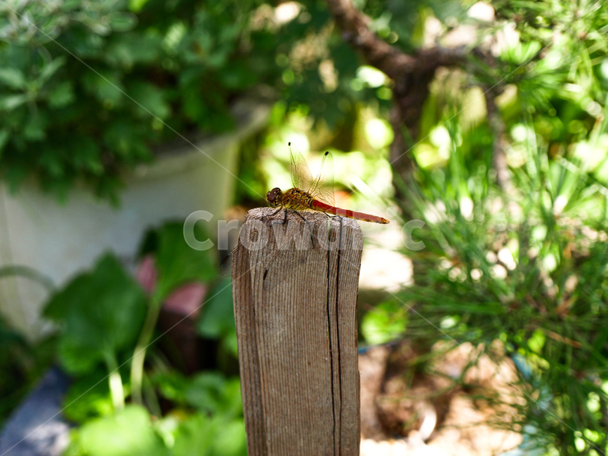 brown,closeup,dragonfly,dragonflytakingarest,environment,forest,garden,green,insect,insectsisolated,natural,nature,outdoor,plant,red,tree,wild,wood,곤충,잠자리,고추잠자리,야외,자연