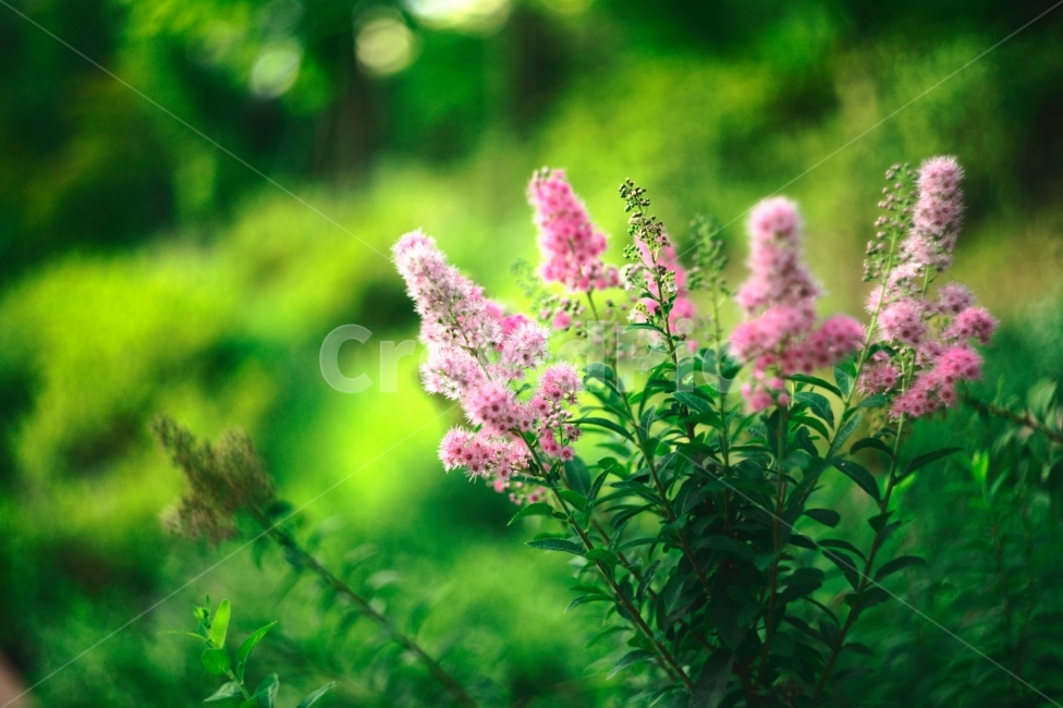 꽃,flower,핑크,pink,분홍,초록,식물,식물,자연,plants,nature,꽃,flower