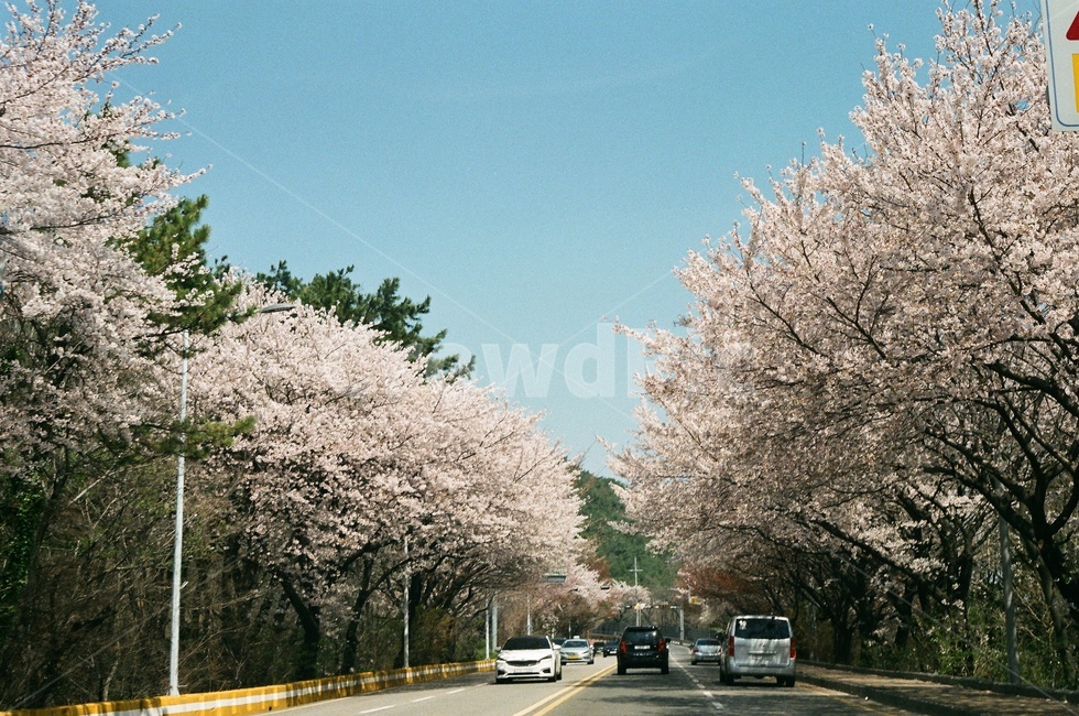 벚꽃,도로,벚꽃도로,봄,드라이브