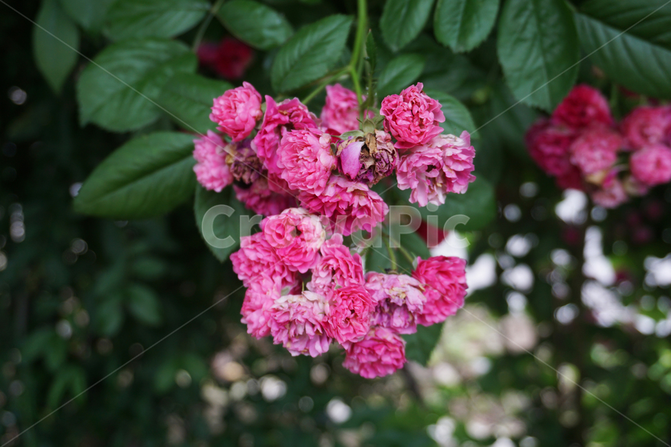 장미과,여름,꽃,자연,핑크,flower,bloom,nature,pink,rose,그린,green,summer