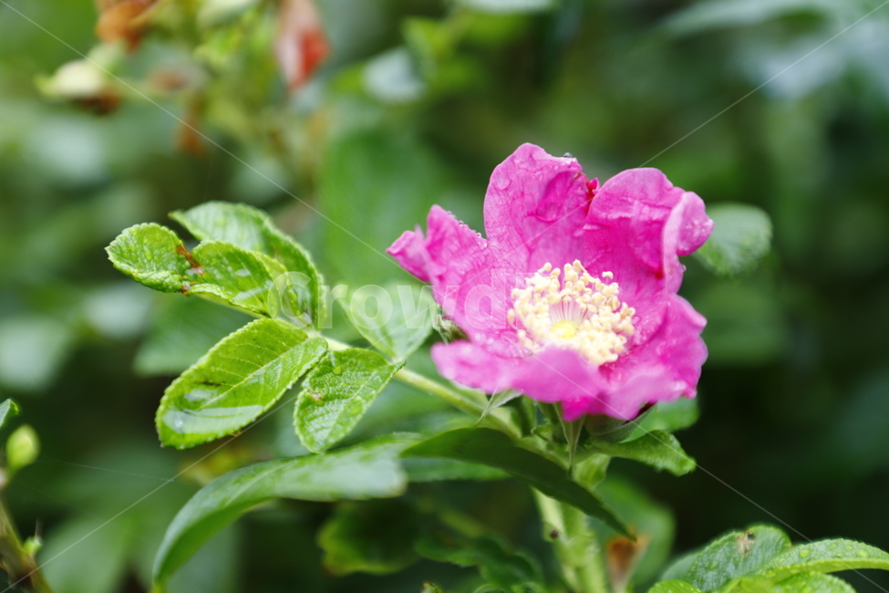 꽃,해당화,화초,빨강,녹생,식물,자연,plants,nature,꽃,flower