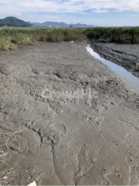 ground,바닥,soil,흙,진흙,갈대밭,자연,풍경,nature,landscape