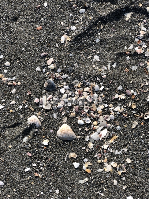 조개,조개껍질,모래,해변,shellfish,shell,sand
