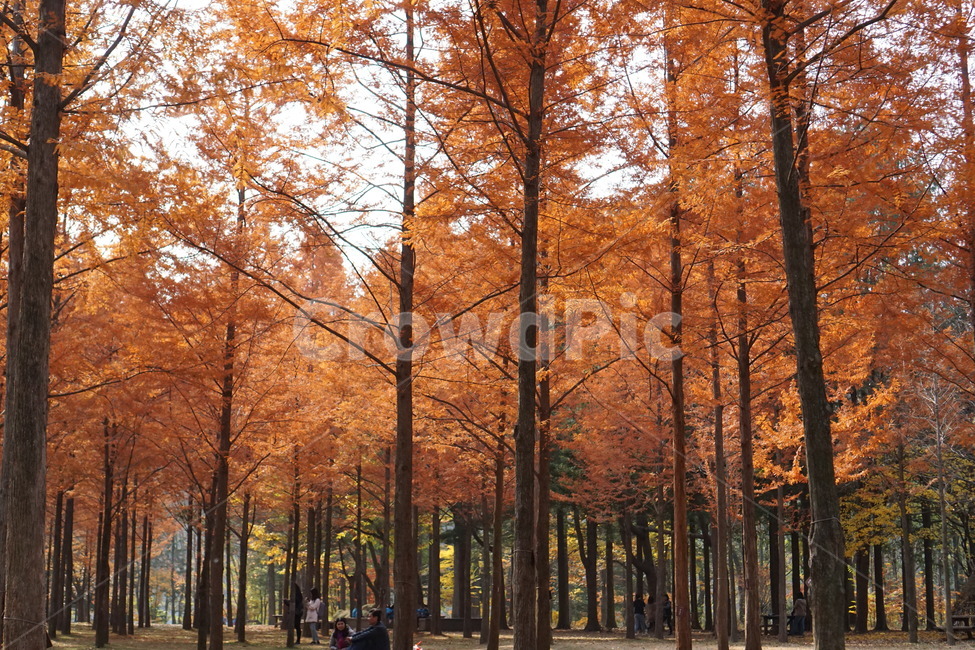 가을,단풍,남이섬,남이섬단풍,가을풍경,가을,계절,fall,autumn,season,자연,풍경,nature,landscape,tree,나무,plant,식물