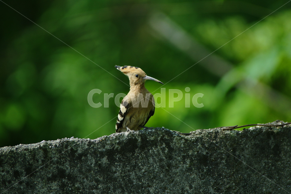 후투티,추장새,조류,철새,새,동물,animal,조류,새,birds