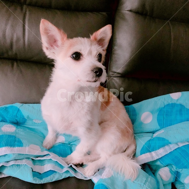 강아지,개,귀여운,쫑긋,혀,dog,동물,animal,포유류,mammal,개,강아지,dog,doggy