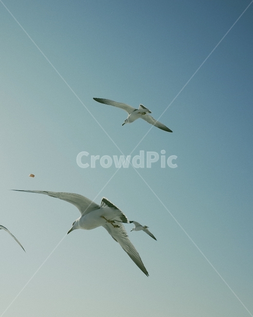 갈매기,하늘,동물,새,자유,평화,bird,commongull,peace,scenery,동물,animal,조류,새,birds