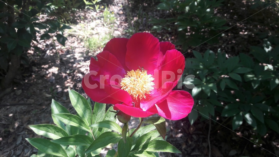 꽃양귀비,양귀비,꽃,식물,plant,flower,빨강,식물,자연,plants,nature,꽃,flower