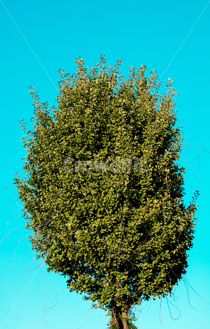 감성,봄날,자연스러움,여유,낭만,따뜻함,그리움,따스함,자유,식물,자연,plants,nature,나무,trees,wood