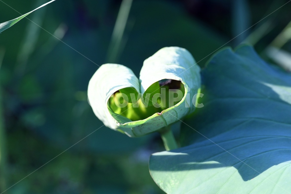 연못,수련,식물,자연,여름,정원,푸르른,물,수경식물,연못가,연못정원,plants,nature,연,연꽃,힐링,flower,감성,연잎,식물,자연,plants,nature