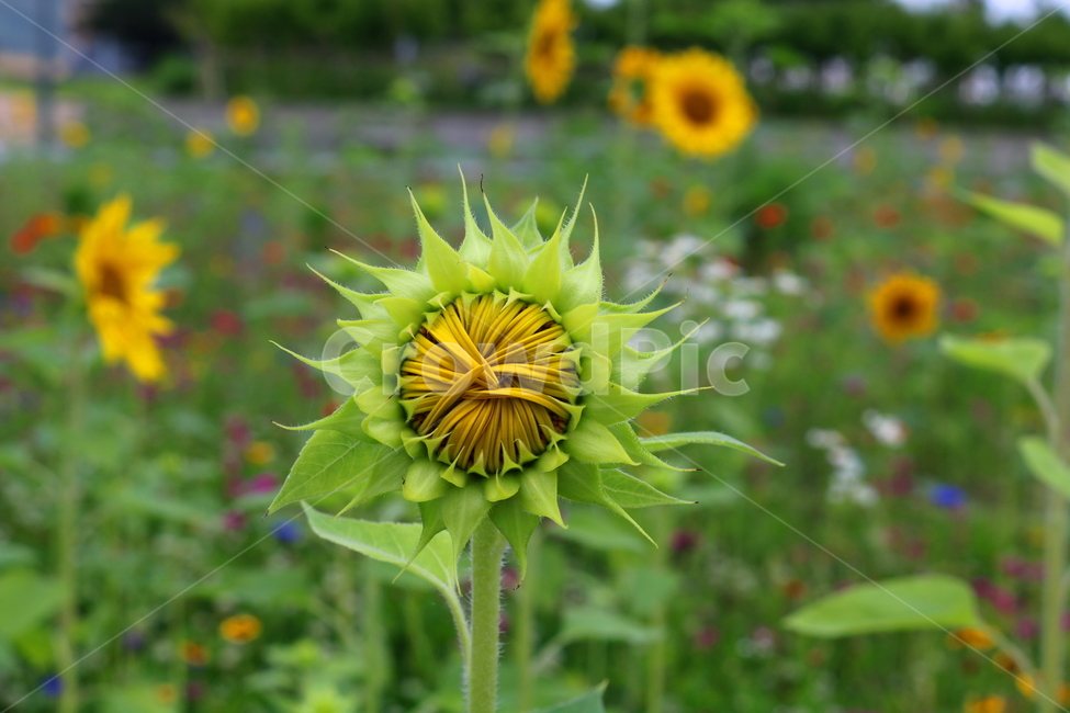 꽃,해바라기,해바라기꽃,식물,속씨식물,여름,식물,자연,plants,nature,꽃,flower