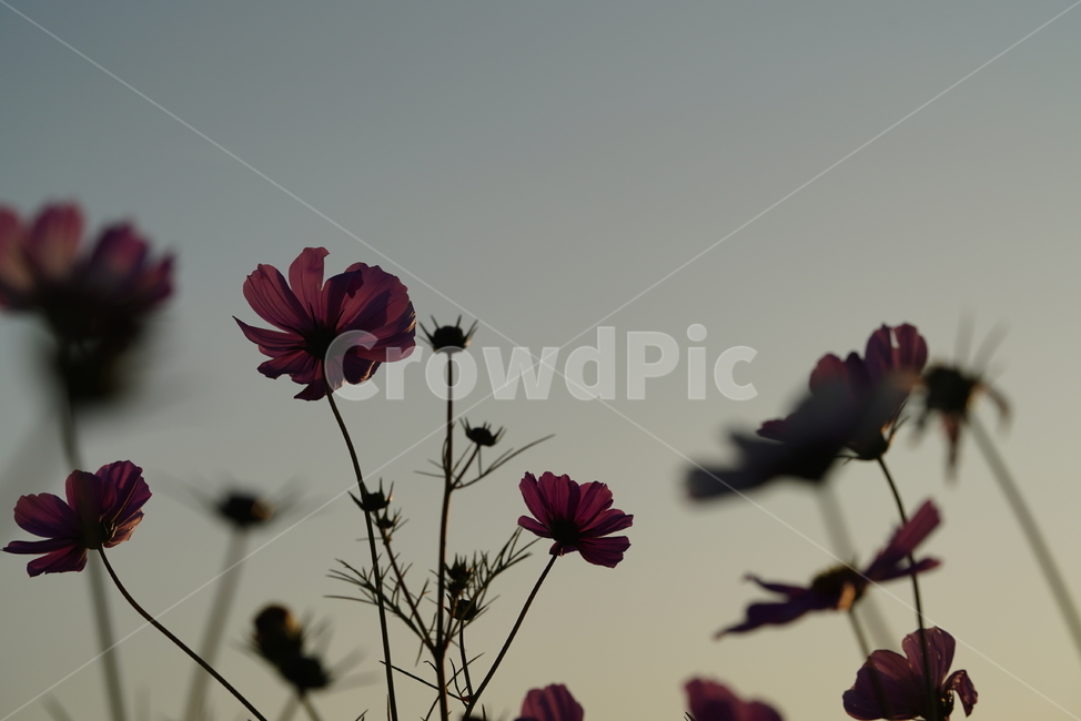 가을,계절,생명,생물,플라워,코스모스,flower,꽃,식물,plant,가을,계절,fall,autumn,season,식물,자연,plants,nature,꽃,flower