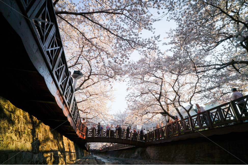 벚꽃,진해,군항제,봄,꽃,봄,계절,spring,season,사람들,대중,군중,other people,crowd