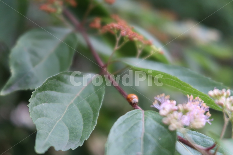 곤충,무당벌레,자연,ladybug,ladybird,nature,식물,나뭇잎,꽃,flower