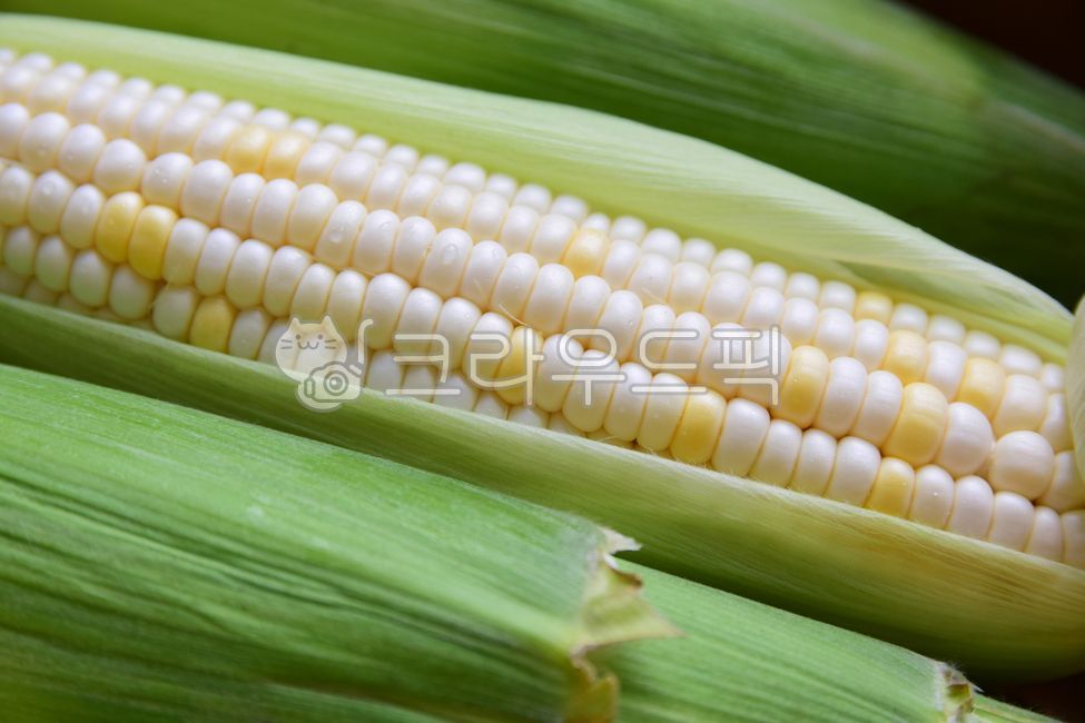 raw corn,corn,Chodang Corn,skin,box,Box,cone,food,grains,One box,corn kernels,corner,white corn,corn husk,granules,Food Ingredients,ingredients,one box,box cut,grain
