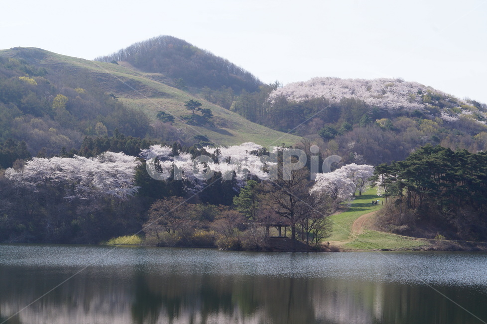 용비지,저수지,벚꽃,풍경,빛,봄,봄,계절,spring,season,자연,풍경,nature,landscape,outdoors,옥외