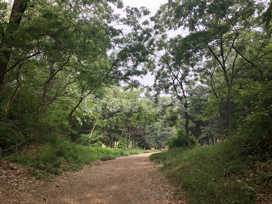 흙길,자연,식물,풍경,plant