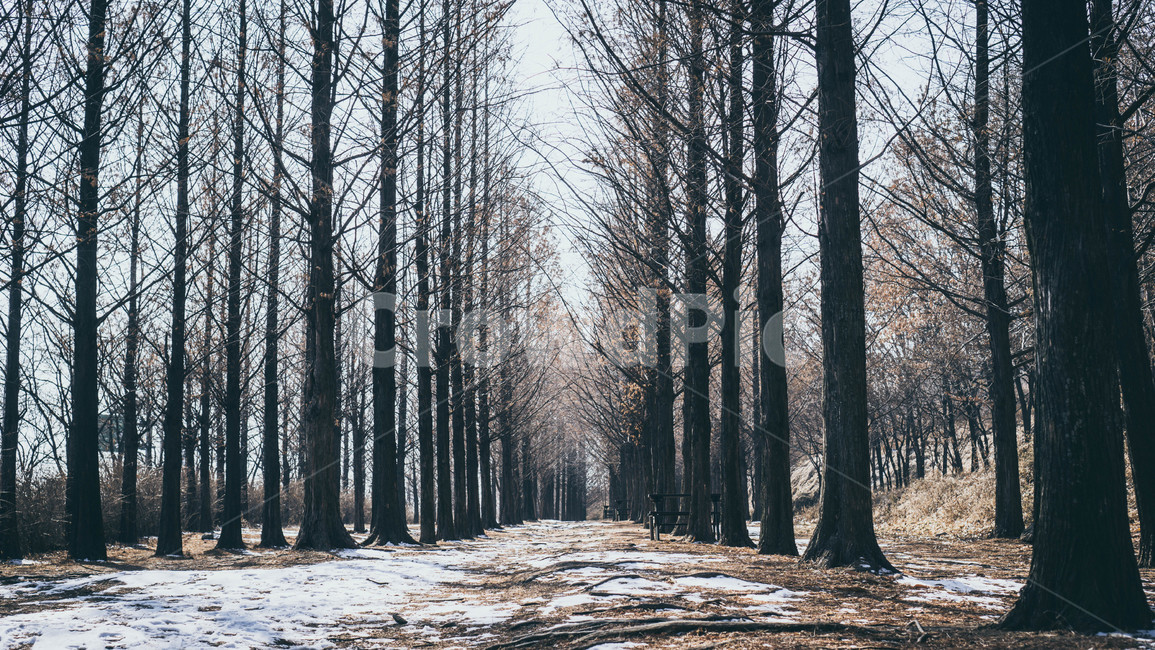 숲,나무,메타세콰이어,풍경,겨울,겨울,계절,winter,season,자연,풍경,nature,landscape,한국자연풍경,한국자연경관,korea nature landscape,식물,plants,나무,trees,wood,감성,sensible,feeling,plant,tree