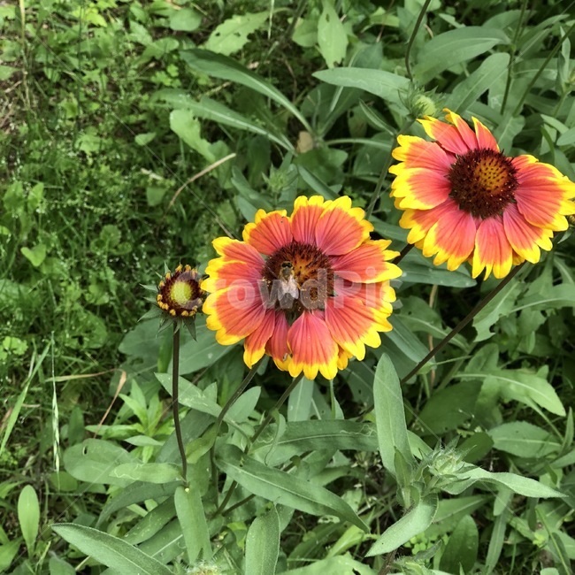 꽃,식물,벌,곤충,노랑,주황,초록,flower,plants,bee,insect,yellow,orange,green,hana,shokubutsu,hachi,kiiro,orenziiro,midori,konchuu,자연,nature,식물,자연,plants,nature,꽃,flower,동물,animal,곤충,벌레,insect,bug