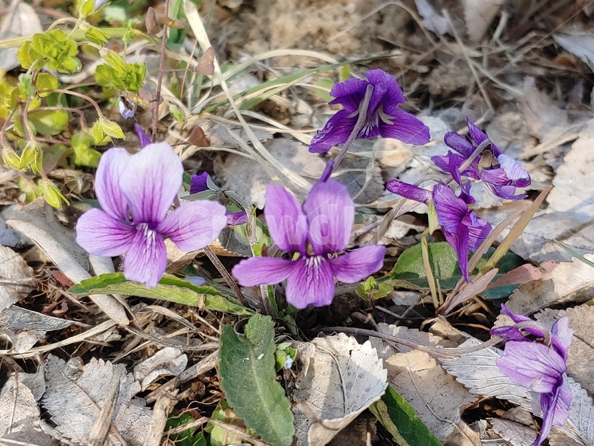 들꽃,봄,보라빛,plant,식물,blossom,flower,꽃