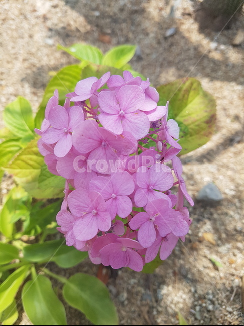 꽃,자연,아담,분홍꽃,핑크꽃,분홍색,핑크색