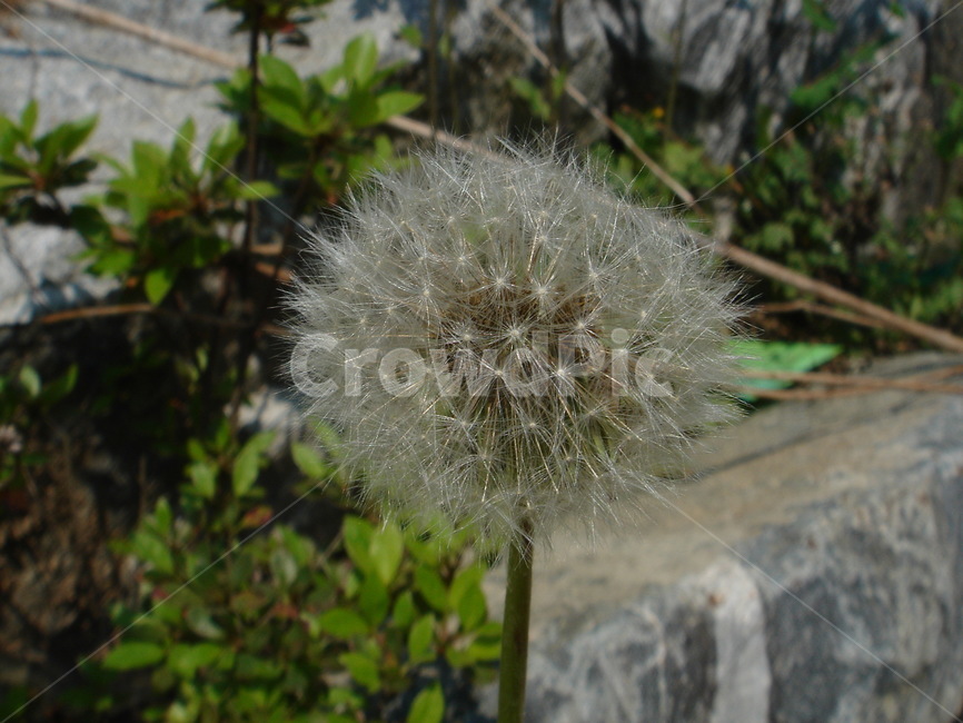 식물,꽃,야생화,화분,민들레