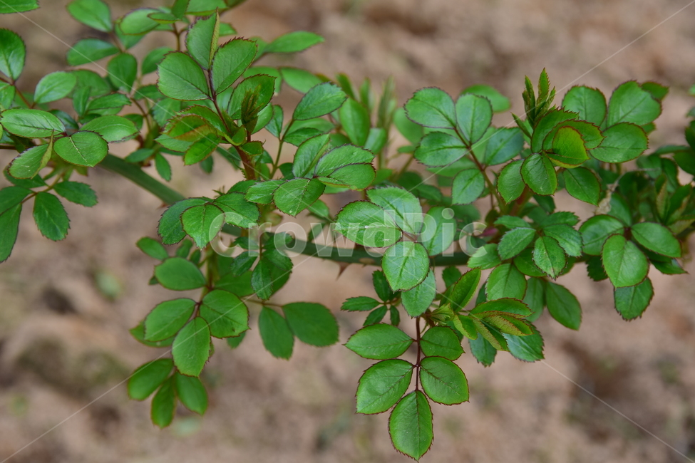 장미,잎파리,나무잎,덩쿨,가시,잎,나무,그린,녹색,식물,자연,leaves,leaf,thorn,green,plants,nature,stem,줄기