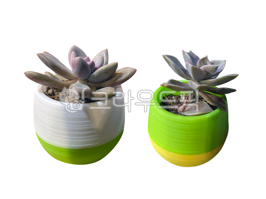 Nukki,houseplant,isolated,pottedplant,greenhouse flowers,pot,leaves,nature,transparentbackground,png,succulents,leaf,indoor plants,flower,succulent,transparent background,background,plant,greenhouseflower