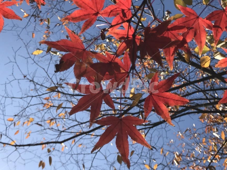 단풍,붉은,빨간,나무,가을,가을,계절,fall,autumn,season,식물,자연,plants,nature,plant,leaf,잎,tree,maple