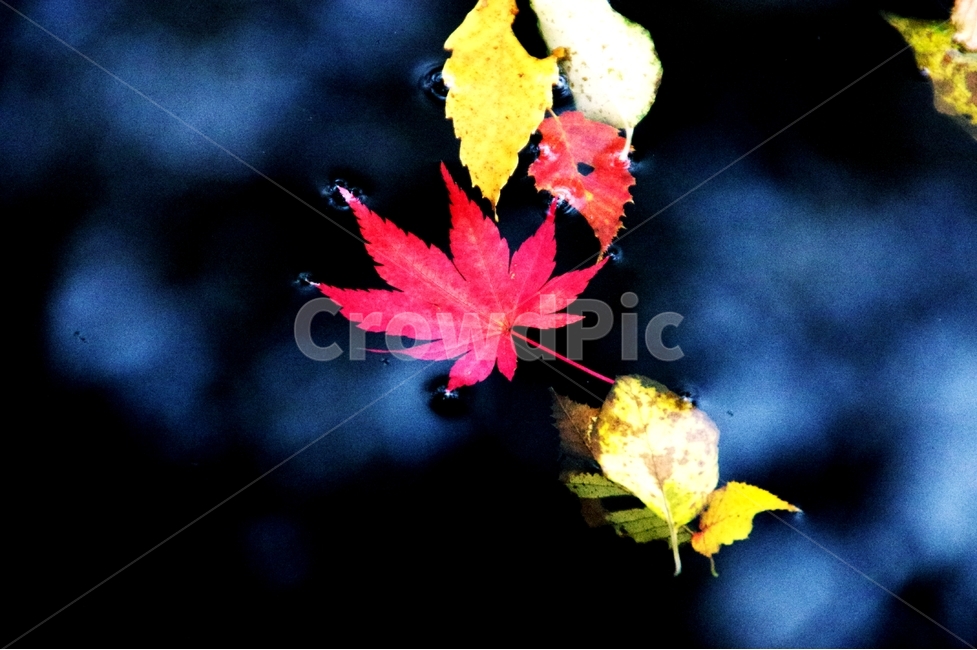 단풍,잎,가을,화사,나무,빛,가을,계절,fall,autumn,season,식물,자연,plants,nature,plant,leaf,tree