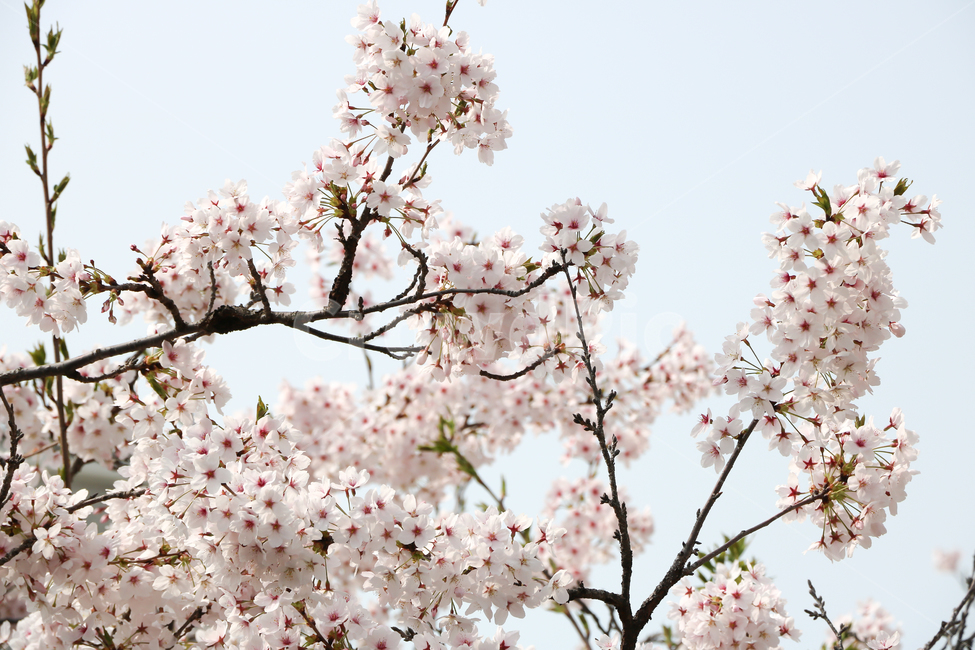 벚꽃,나무,분홍색,흰색,하늘,봄,봄,계절,spring,season,식물,자연,plants,nature,꽃,flower,plant,blossom