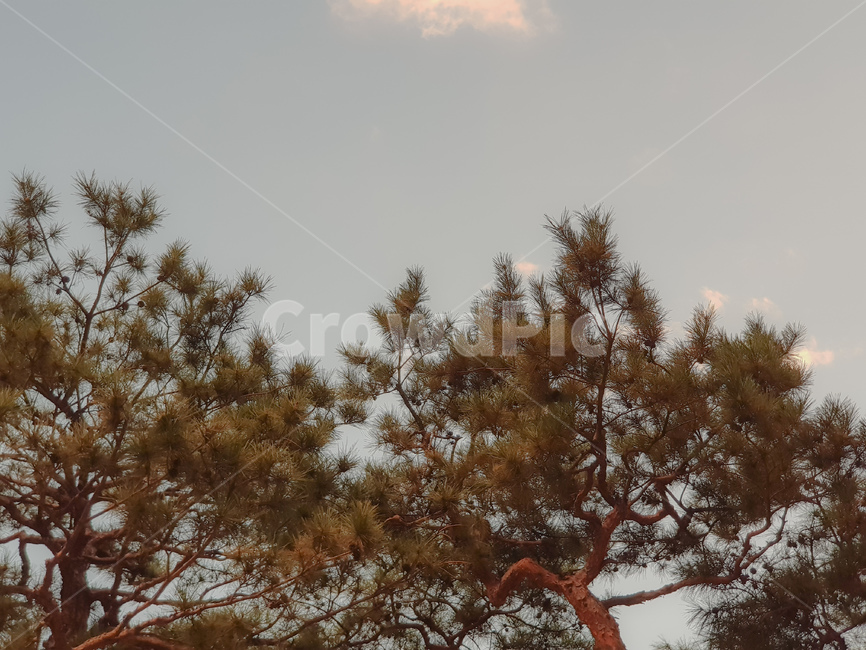 하늘,구름,풍경,나무,소나무,색감,식물,자연,plants,nature,나무,trees,wood