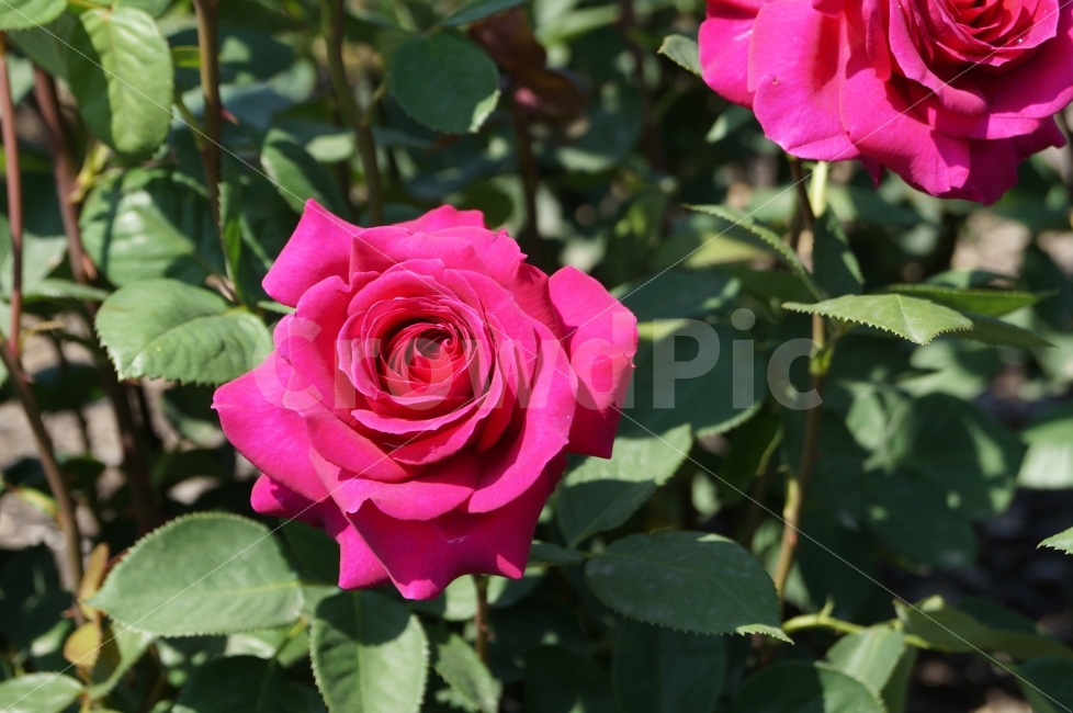 장미,장미축제,세계장미,꽃,꽃사진,식물,자연,plants,nature,꽃,flower