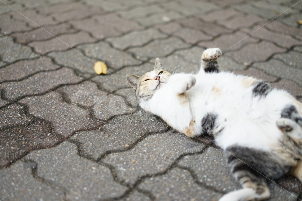 	고양이,야옹이,집냥이,캣,동물,생명,냐옹이,일상,직찍,애니멀,생물,느낌,일상사진,cat,동물,animal,포유류,mammal,고양이,cat,kitten,kitty,감정표현,기분,feeling,emotion